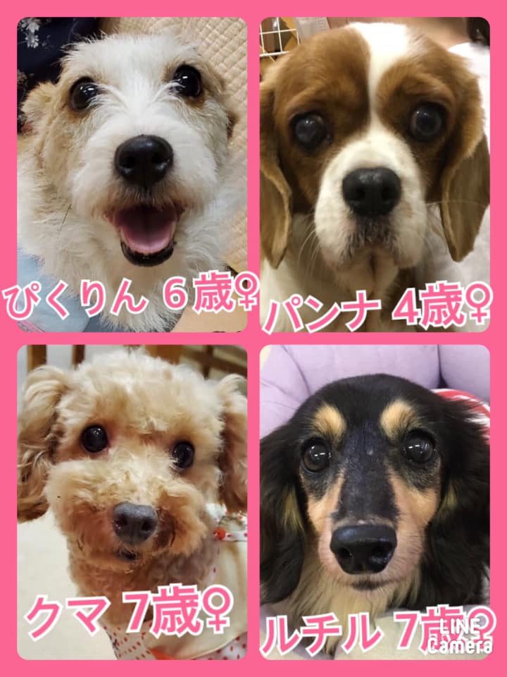 🐾今日の里親様募集中ワンコ🐶メンバーです🐾2020,10,4